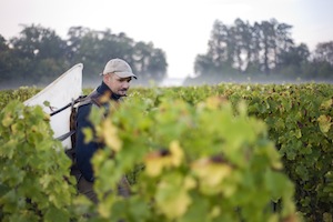 Le coup d'envoi des vendanges 2012 a véritablement été donné le mercredi 26 septembre en AOC Cheverny